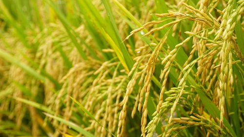 Close-up of wheat growing on field