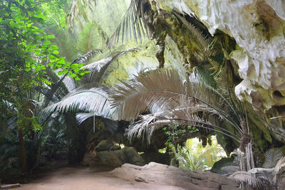 Palm trees growing in forest