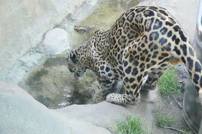 Tiger in zoo