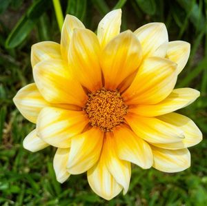 Close-up of yellow flower blooming outdoors