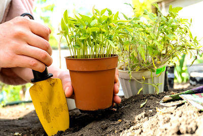 Close-up of potted plant