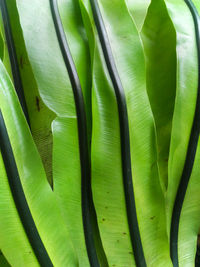 Full frame shot of green leaf