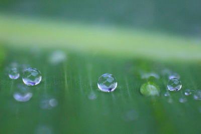 Close-up of water drops on leaf