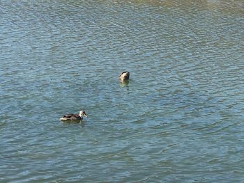 High angle view of ducks swimming in lake