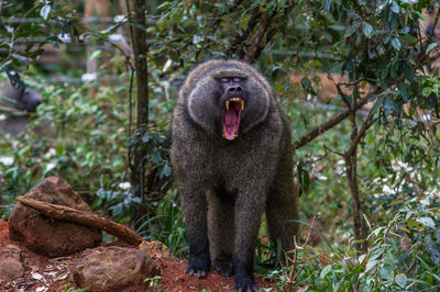 Close-up of baboon yawning on tree in forest