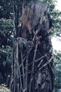 Close-up of tree trunk in forest