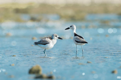 Close-up of birds in sea