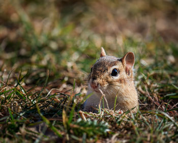 Close-up of a squirrel on field