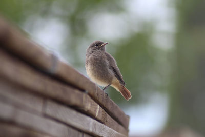 Close-up of bird perching on wood