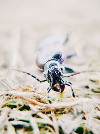 Close-up of insect