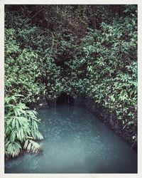 Plants growing in forest