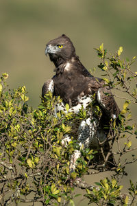 Martial eagle looking out from leafy bush