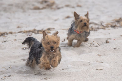 Dogs on sand at beach