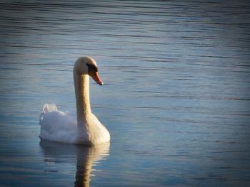 Swan swimming in lake