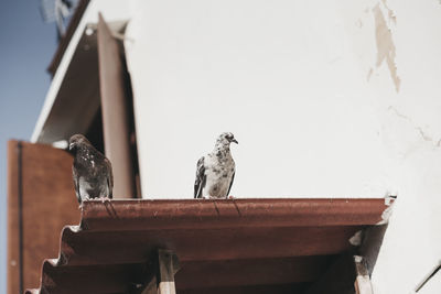 Low angle view of bird perching on wood