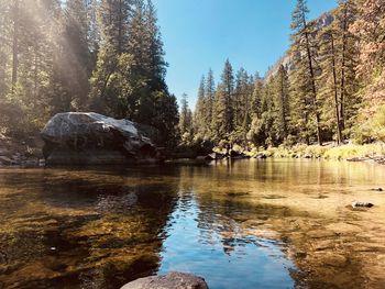 Scenic view of lake in forest against sky