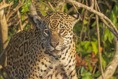 Close-up of a cat