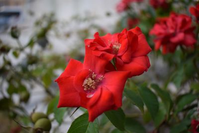 Close-up of red rose