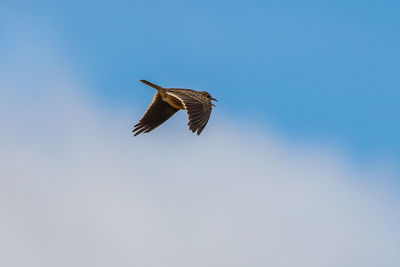 Low angle view of bird flying in sky