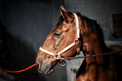 Close-up of a horse