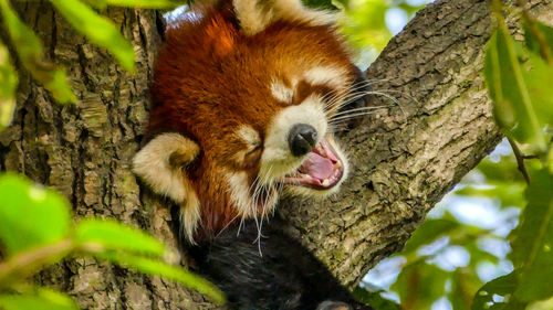 Close-up of a squirrel on tree