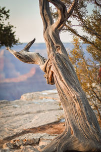 Close-up of driftwood on tree trunk