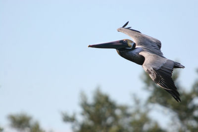 Low angle view of bird flying