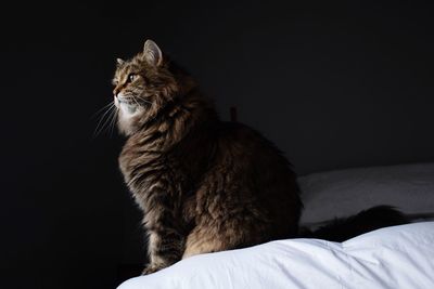 Cat looking away while sitting on bed