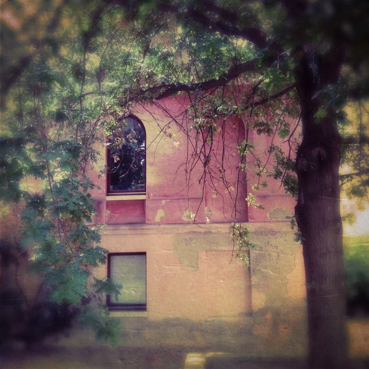 architecture, built structure, building exterior, tree, window, growth, house, plant, ivy, branch, day, no people, residential structure, old, nature, outdoors, building, residential building, wall - building feature, low angle view