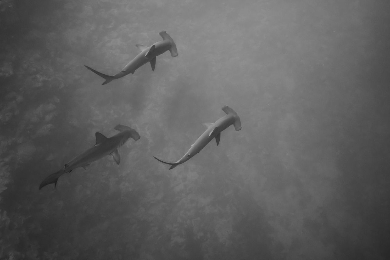 FISH SWIMMING UNDERWATER