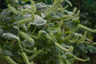 Close-up of plants