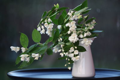 Close-up of white flowers in vase