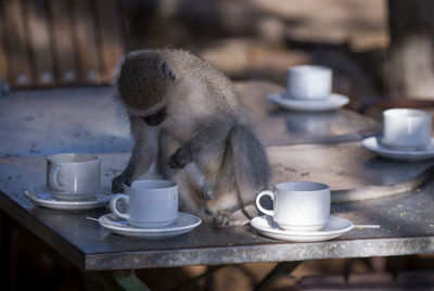 Close-up of monkey sitting on table