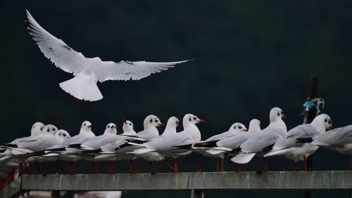 Flock of seagulls flying