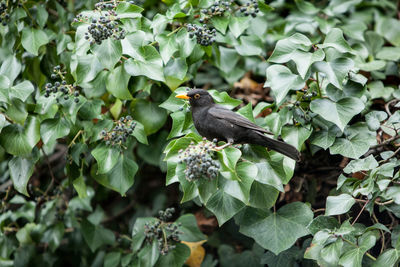 Blackbird perching on plants