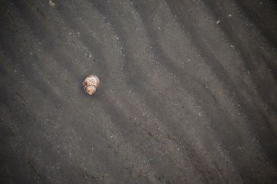 High angle view of snail on beach