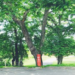 Trees by road