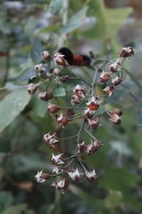 Close-up of berries on plant