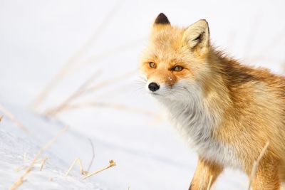 Fox standing on snowy field during winter