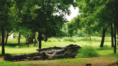 Trees in forest