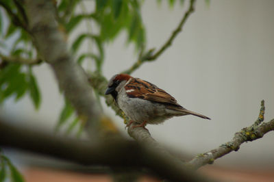 Close-up of bird perching on tree