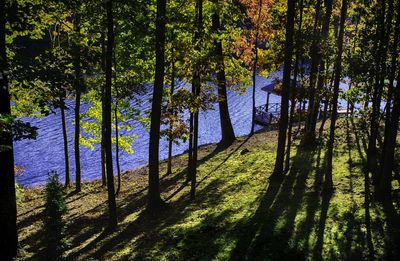 Trees in forest