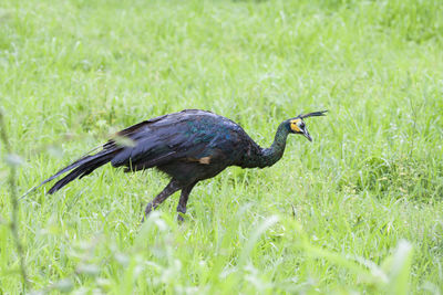 Duck on a field