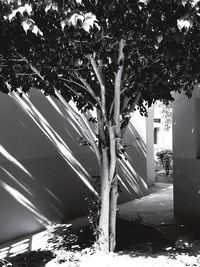 Trees in front of building