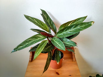 Close-up of green leaves on table