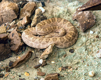 Glen canyon rattle snake
