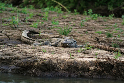 View of lizard on rock