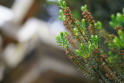 Close-up of plant growing on tree