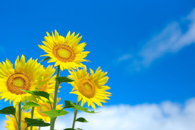 Low angle view of sunflowers