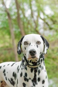 Close-up portrait of dog